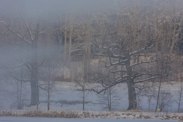 Winter Wonderland in de ochtend — Stockfoto