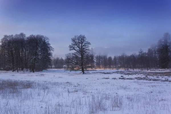 Зимняя страна чудес в утреннем свете восхода солнца — стоковое фото