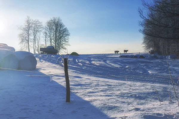 Maravillas de invierno a la luz de la mañana del amanecer —  Fotos de Stock