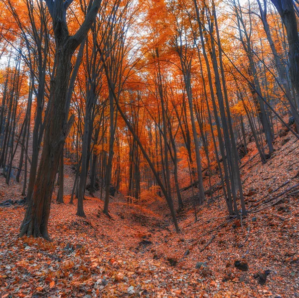 Automne dans la forêt — Photo