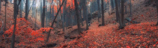 Paese delle meraviglie invernali bellissimo paesaggio — Foto Stock