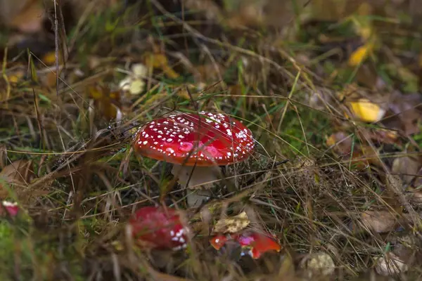 森の中で赤い毒キノコ — ストック写真
