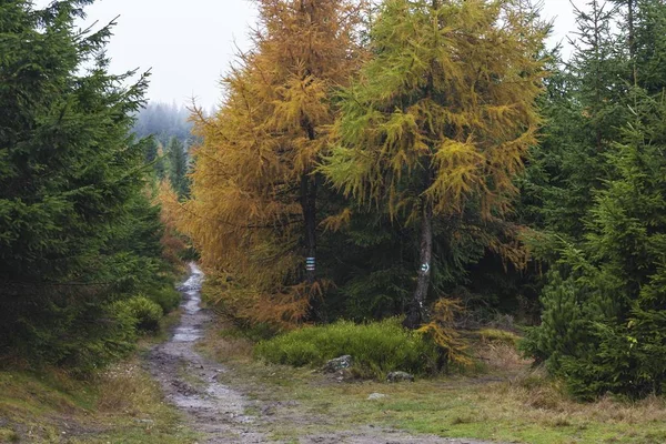Sentier dans la partie polonaise des montagnes de Jizera - automne — Photo