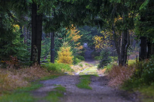 Trail in Poolse deel van bergen Jizerské Hory - herfst — Stockfoto