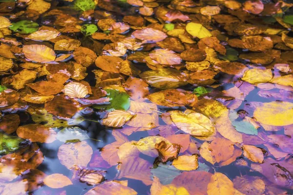 Spadané listí na vodě — Stock fotografie