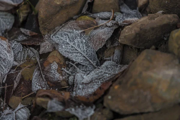 Sfondo foglie congelate — Foto Stock