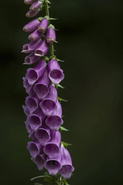 Digitalis Purpurea L. (Foxglove, Common Foxglove, Purple Foxglove, Lady's Glove) — Stock Photo, Image
