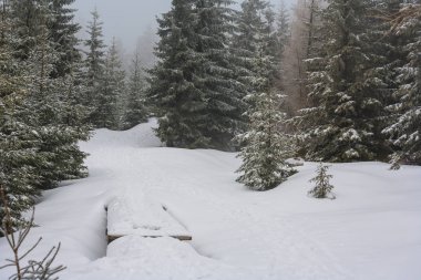 Kış Harikalar Diyarı