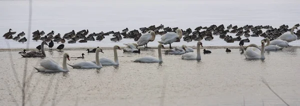 Labutě a kachny na ledě pokryta zimní jezero — Stock fotografie