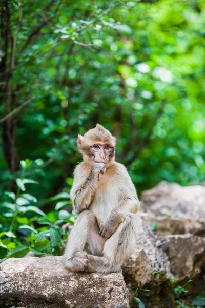 Vista Macaco Bárbaro — Fotografia de Stock