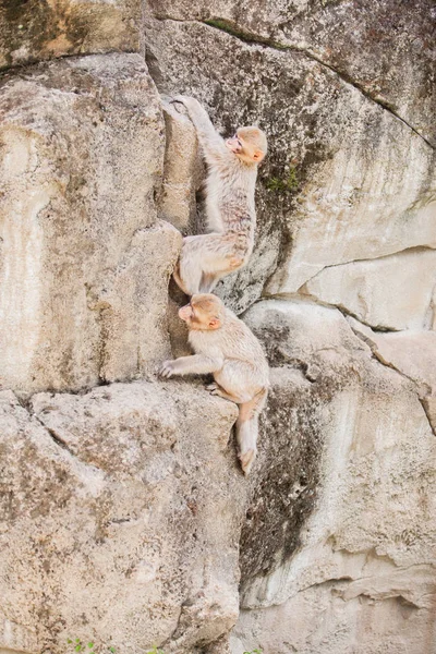 Pohled Barbarské Makaky — Stock fotografie