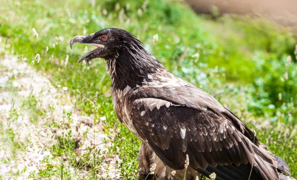 Farded Vulture Bone Breaker — Stock fotografie