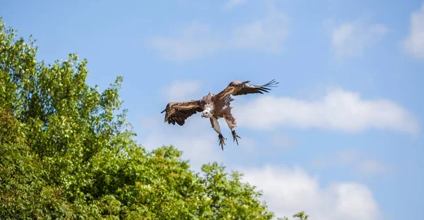 Vulture Flight Rock Eagles Rocamadour Lot Francie — Stock fotografie