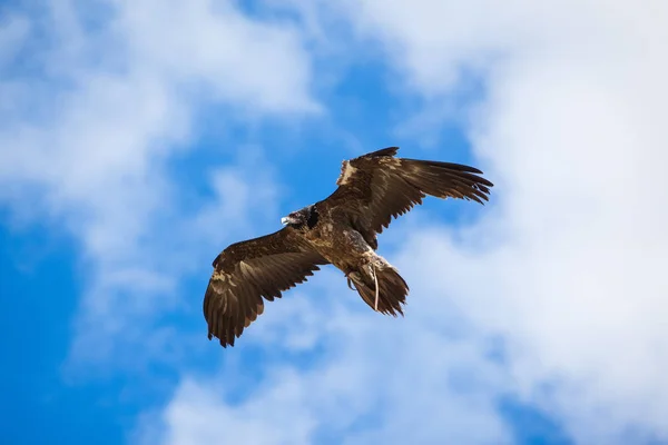 Monk Vulture Flight — Stock fotografie
