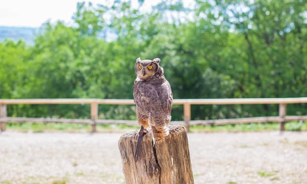 Big Duke Rock Eagles Rocamadour Lot Francie — Stock fotografie