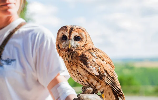 Stodola Sova Rock Eagles Rocamadour Lot Francie — Stock fotografie