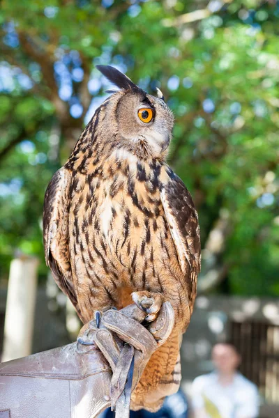 Big Duke Rock Eagles Rocamadour Lot Francie — Stock fotografie