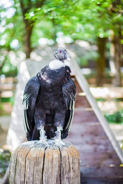 Tawny Vulture Flight — Stock fotografie