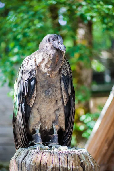 Andean Condor Eagle Rock Rocamadour Lot Francie — Stock fotografie