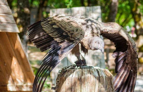 Andean Condor Eagle Rock Rocamadour Lot Francie — Stock fotografie