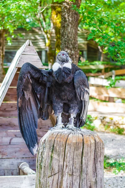 Tawny Vulture Flight — Stock fotografie