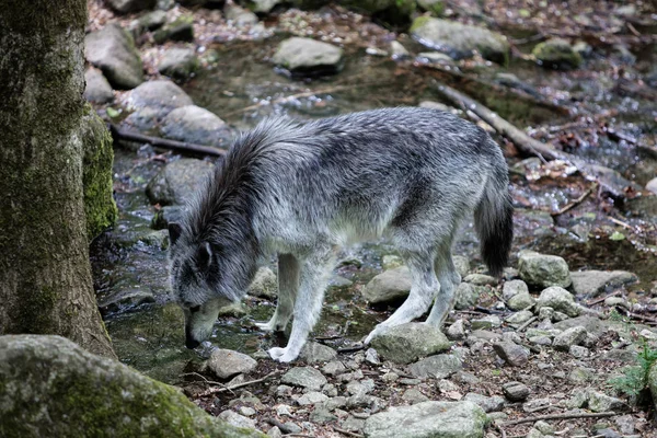 Lobo Gris Del Bosque —  Fotos de Stock