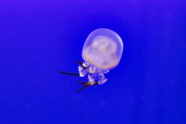 Veduta Delle Meduse Acqua — Foto Stock