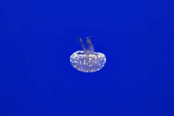 Medúza Látványa Vízben — Stock Fotó