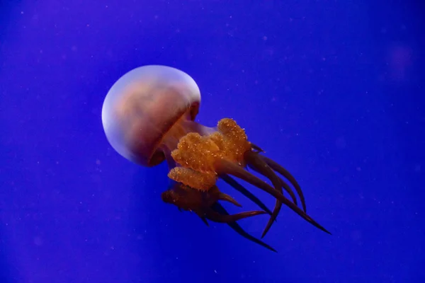 Medúza Látványa Vízben — Stock Fotó