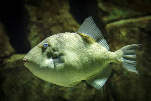 Fish Balistes Capriscus — Stock Photo, Image