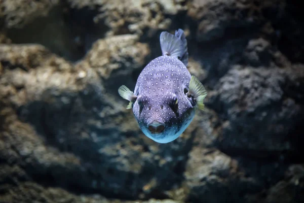 Halak Egy Arothron Hispidus — Stock Fotó