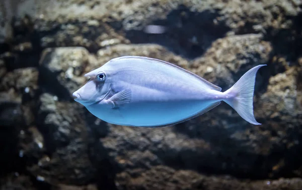 Pesce Unicorno Naso — Foto Stock