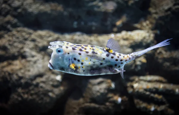 Pesce Una Lactoria Cornuta — Foto Stock