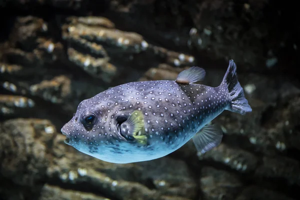 Pesce Arothron Hispidus — Foto Stock