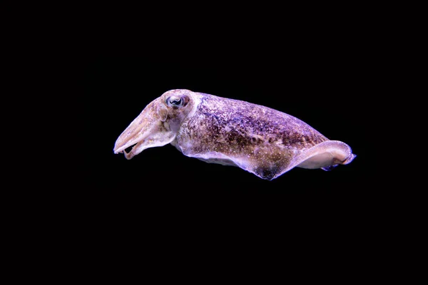 Cuttlefish Aquarium Lisbon Portugal — Stock Photo, Image
