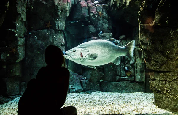 年轻女子看着里斯本的一个巨大的石斑鱼水族馆 — 图库照片