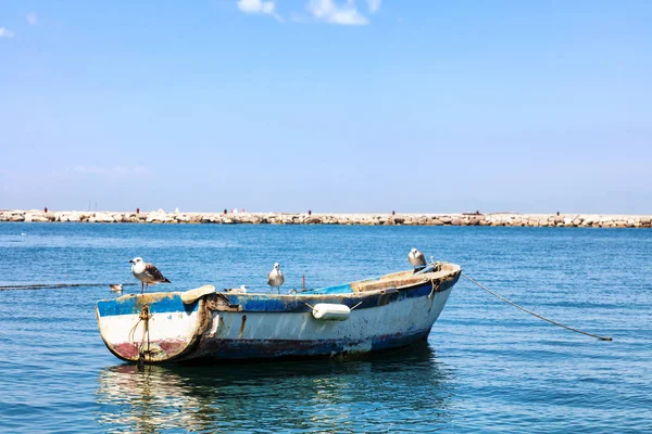 Una Gaviota Barco Procida Golfo Nápoles Región Campania Italia — Foto de Stock