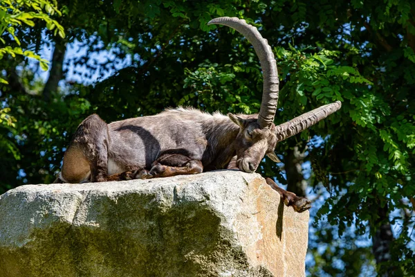 Ibex Ležící Skále — Stock fotografie