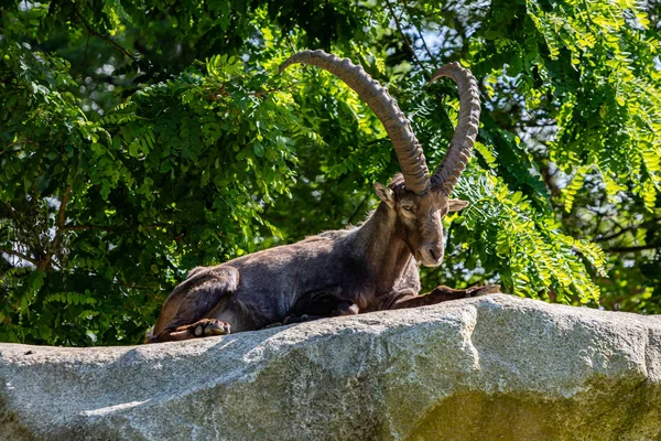 Aus einem steinbock mädchen
