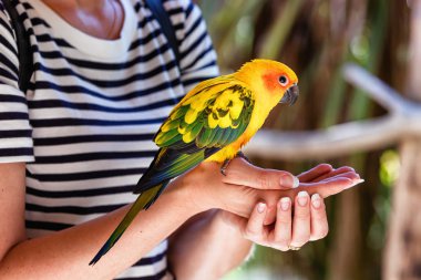 View of a Sun Conure parakeet on the hand of a young woman clipart