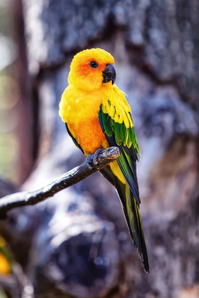 Muhabbet Kuşu Conure Soleil Görüntüsü — Stok fotoğraf