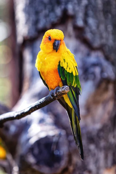 Muhabbet Kuşu Conure Soleil Görüntüsü — Stok fotoğraf