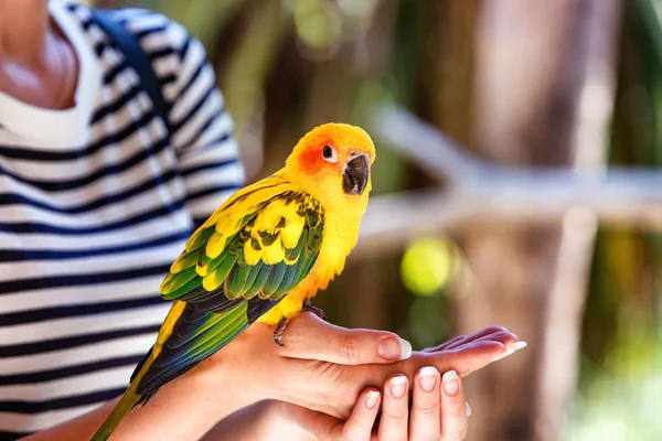 Genç Bir Kadının Elinde Sun Conure Muhabbet Kuşunun Görüntüsü — Stok fotoğraf