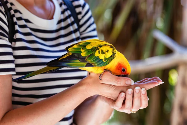 Bir Sun Conure Muhabbet Kuşunun Genç Bir Kadının Elinde Yemesini — Stok fotoğraf