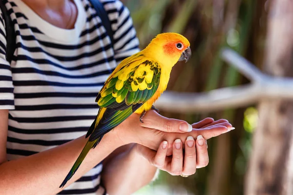 Genç Bir Kadının Elinde Sun Conure Muhabbet Kuşunun Görüntüsü — Stok fotoğraf