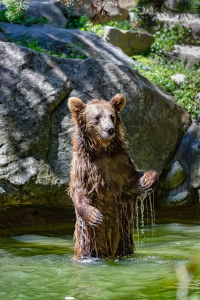Retrato Filhote Urso Brincando Rio — Fotografia de Stock