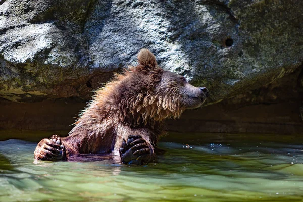 Retrato Cachorro Oso Jugando Río — Foto de Stock