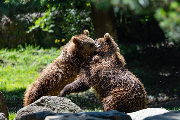 两只棕熊在河里搏斗 — 图库照片