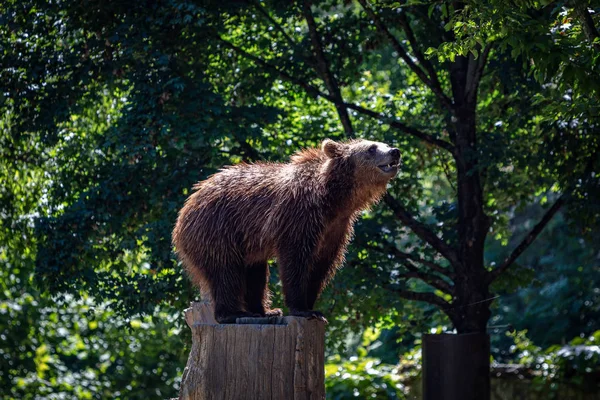 Коричневий Ведмідь Стовбурі Дерева — стокове фото