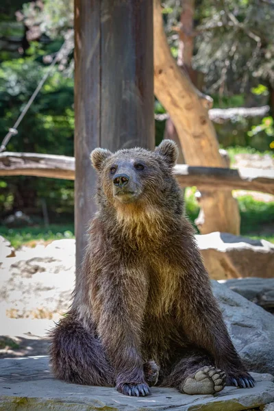 Oso Pardo Sentado Frente Árbol — Foto de Stock